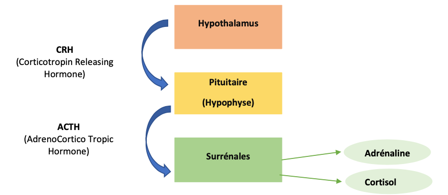 circuit peur hormones cortisol adrénaline amygdale surrénales