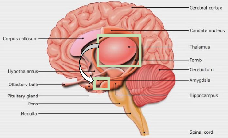 circuit peur, cerveau amygdale, thalamus