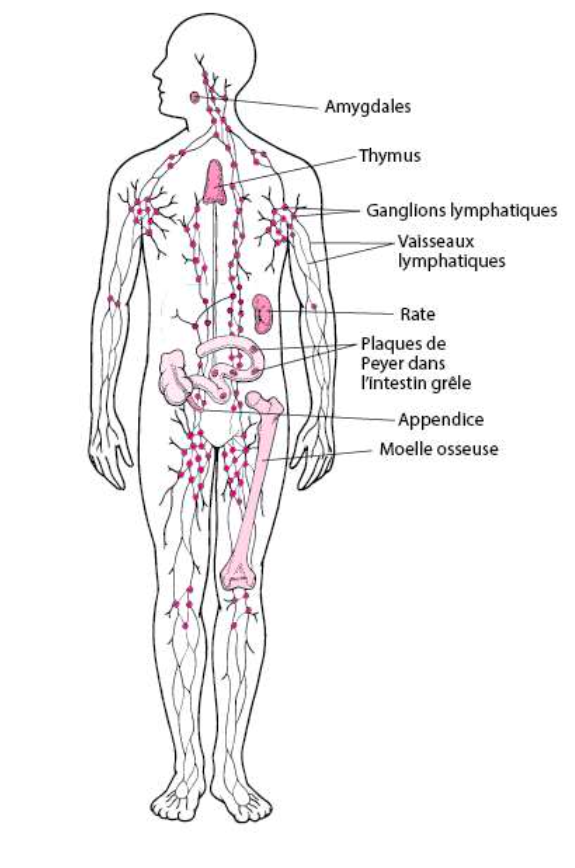 Lymphe Neuro-training Mandelieu